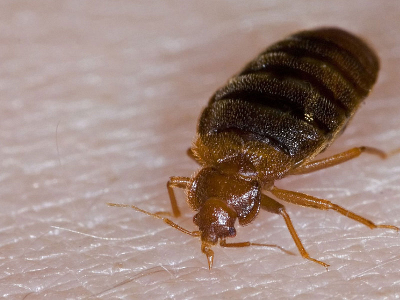 לאיזה סוג של פרעושי בית הם נראים? תיאור הופעת טפילי חרקים פרעושים