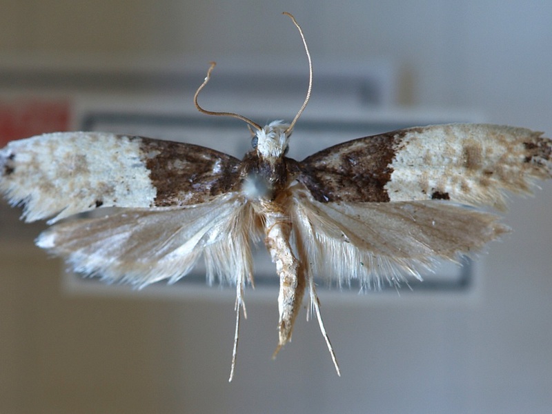 איך נראה עש הבית? מראה של חרק עש הבית