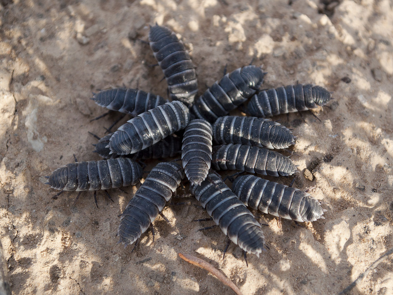 איך נראות כיני עץ שחיות בבתים? תיאור מראה של יערות החיים בדירות