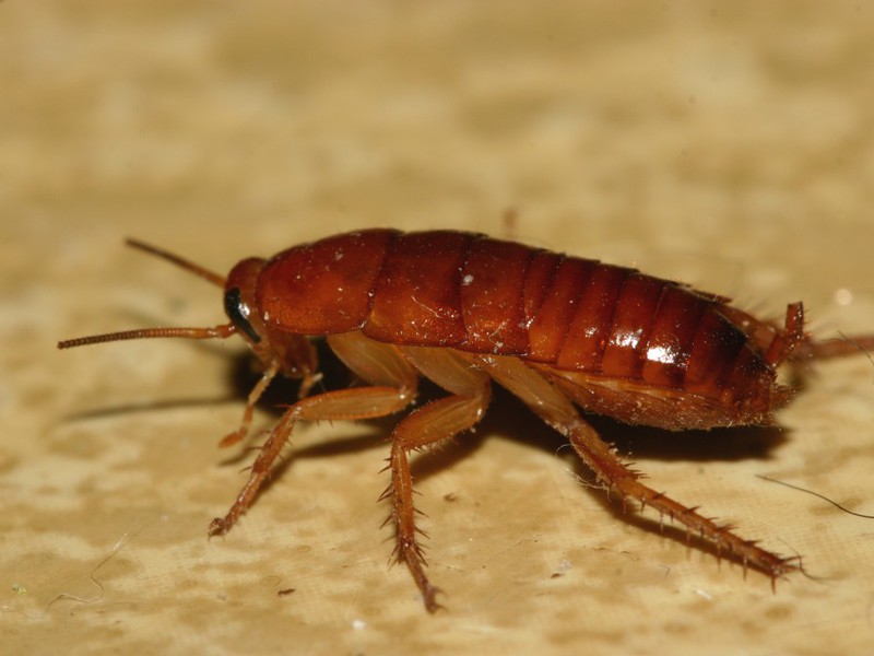 איך נראות חיפושיות שטיחים בבית? מראה החרק הביתי, חיפושית השטיח