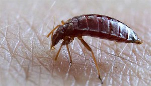 מהם פרעושים? תיאור של חרקי פרעושים