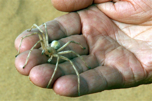 מהם עכבישי בית? מאפייני עכבישי הבית