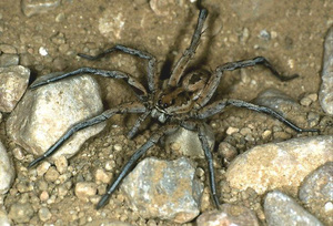 תמונה של עכביש טרנטולה אפוליאני הטרנטולה האפולינית היא מין מעניין מאוד.