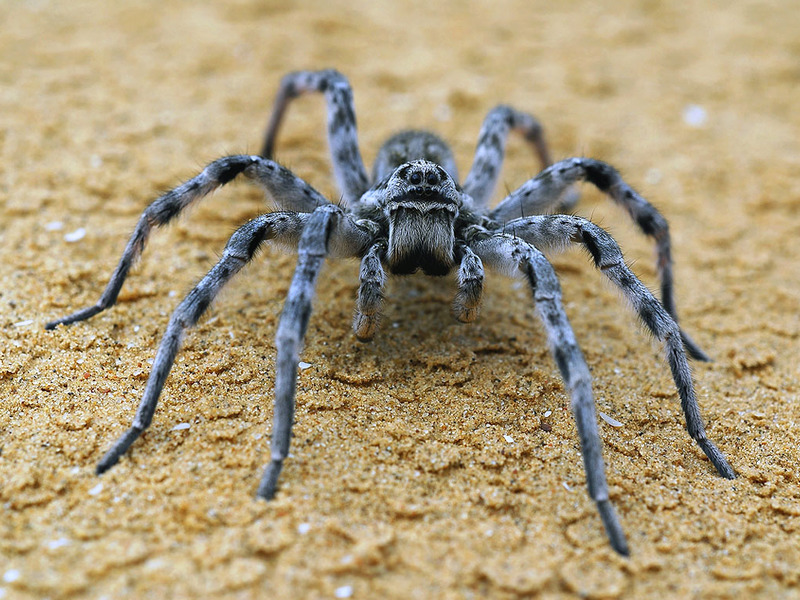 טרנטולה דרום רוסית נקבה טרנטולה נקבה בבית - אקזוטיים באקווריום ביתי