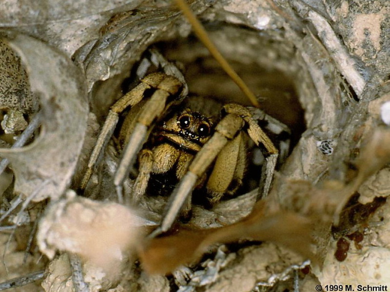 טרנטולה של ליקוזה במאורה טרנטולות מהסוג ליקוסה חיות במחילות.