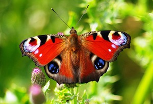 פרפר טווס: תיאור ותמונה