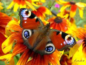 הטווס ניזון מאבקת פרחים.