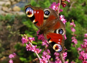 תמונה של חרק פרפר טווס איפה אפשר לראות את פרפר הטווס?