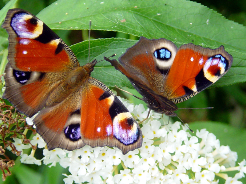 עין טווס על בודליה דויד פרפרי טווס יפים וגדולים מאוד - תמונה