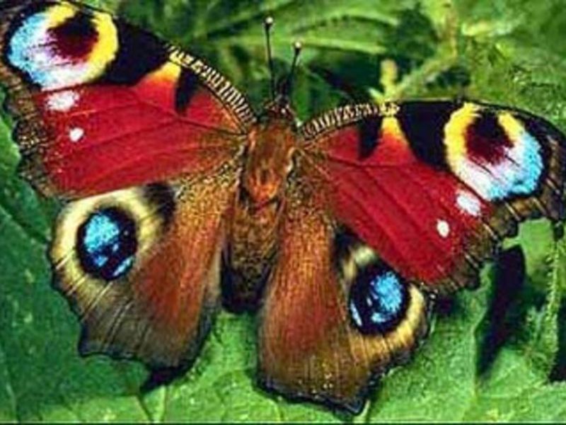 פרפר טווס (Inachis io) פרפר הטווס נמצא בקווי רוחב ממוזגים.