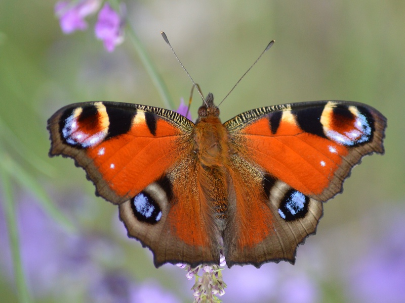 פרפר טווס - פרפר טווס פרפרים, או לפידופטרה, הם חרקים יפהפיים.