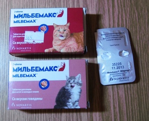 יש לבצע טיפול תילוע לחתולים באופן קבוע.