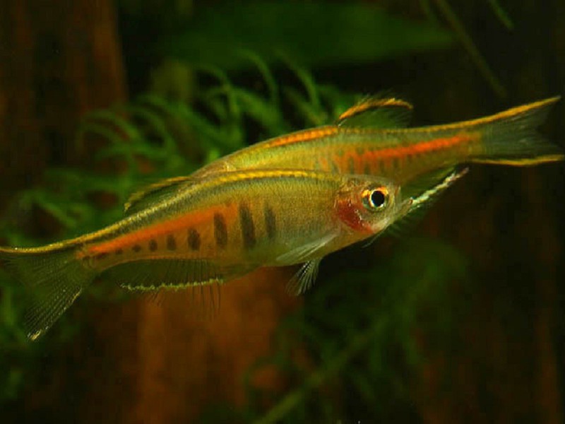 איך נראה דניו גחלילית? מראה ומאפייני צבע של דניו גחלילית