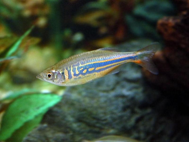 איך נראה דניו מלאבר? צביעת דגי אקווריום מלאבר דניו