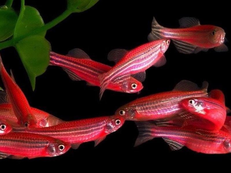 מה ההבדל בין דניו ורוד זכר לנקבה? תיאור ההבדלים בין דניוס ורוד זכר לנקבה