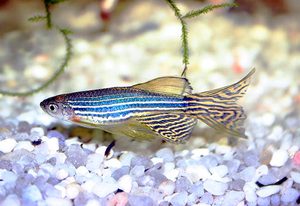 מדוע דגי דניו רריו כל כך פופולריים בקרב אקווריום אקווריאטורים? תיאור היתרונות של דג דניו רריו