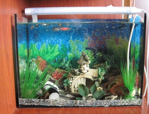 אילו תנאים נדרשים כדי לגדל דג זברה באקווריום? דרישות לגידול תקין של דגי דניו