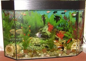 איך דניוס מסתדר עם מיני דגים אחרים? הניואנסים של שילוב דגי דניו עם מינים אחרים