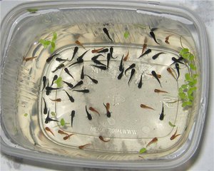 כיצד לגדל דגי דניו בצורה נכונה תיאור המאפיינים המוזרים של גידול דג הזברה