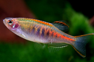 מהם דגי אקווריום דניו? מבנה ומראה של דג האקווריום דניו