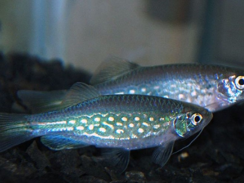 מהו דג דניו דנגילה? דניו דנגילי (דג זברה)