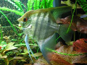 דג אנגלפיש: כיצד להבחין בין זכרים לנקבות