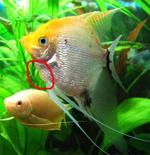 רבייה של דגי מלאך להבדיל בין זכר לנקבה