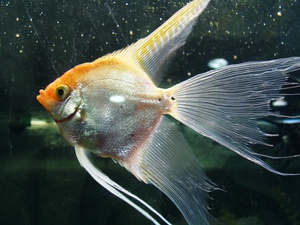 כיצד להבחין בין נקבה לזכר