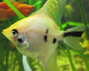 הבדלים בין המינים להבדיל בין זכר לנקבה