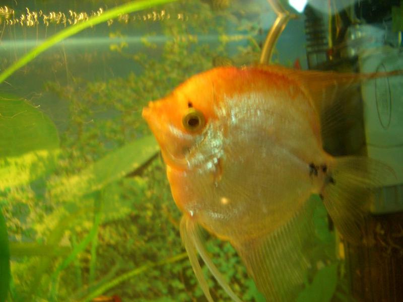 דג אנגלפיש נקבה או זכר נקבת אנגלפיש