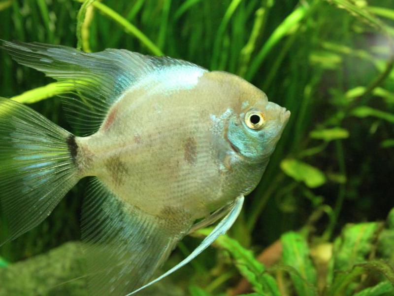 דג אנגלפיש זכר דג אנגלפיש זכר