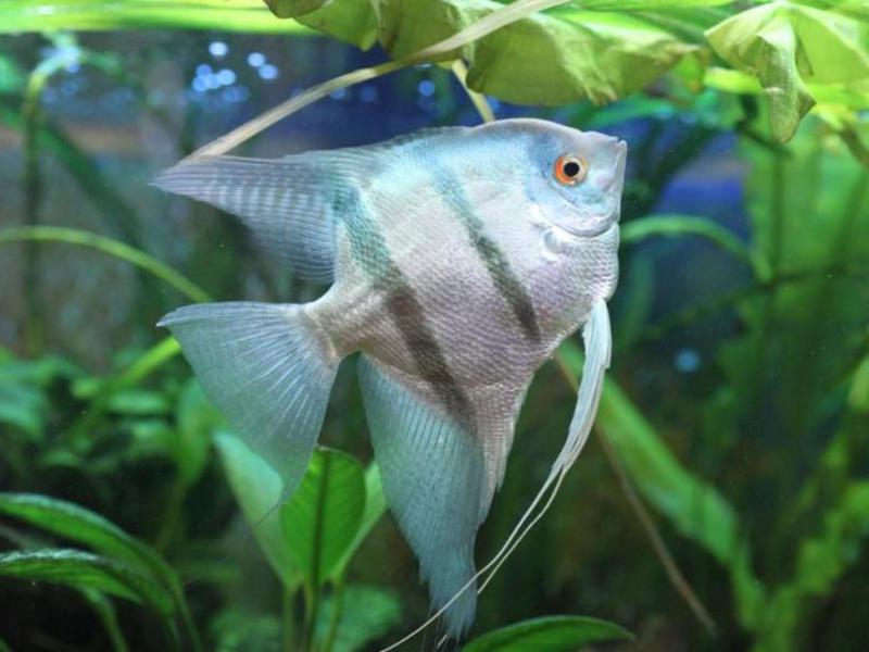 כיצד להבחין בין אנגלפיש דג אנגלפיש זכר