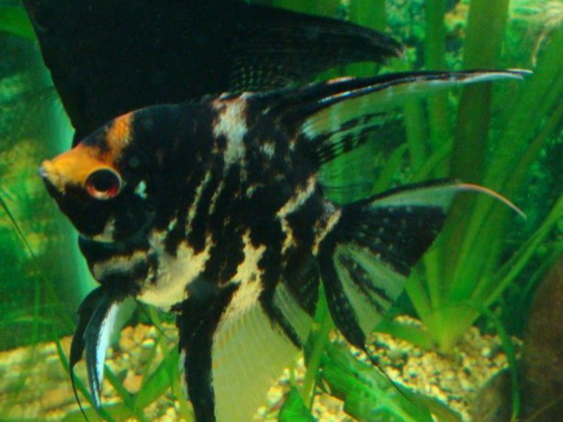 תיאור של דג המלאך דגי אקווריום אנגלפיש