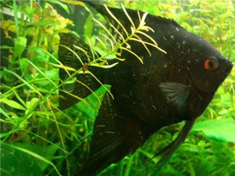 איך לגדל דגי אנגלפיש רבייה של דגי מלאך