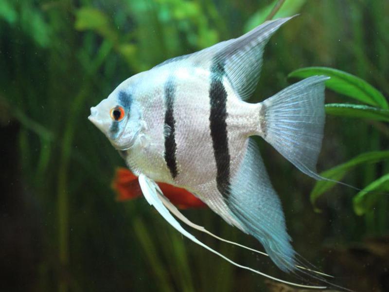 תיאור של דג המלאך דג אנגלפיש משויש זכר