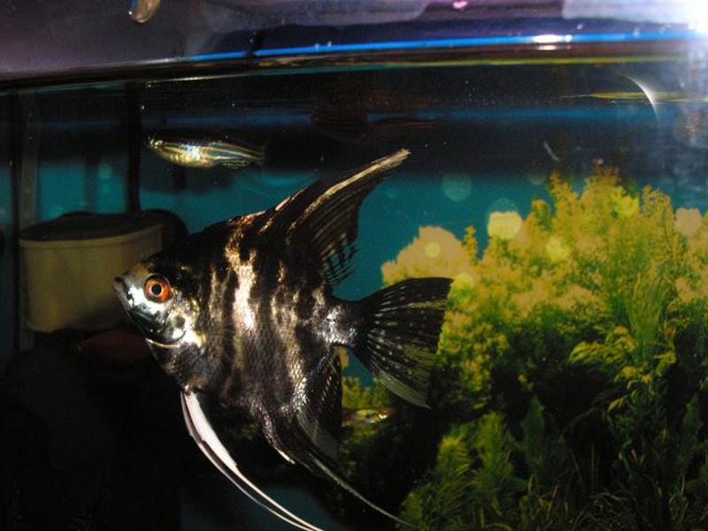 שמירה על דגי אנגלפיש איך חי דג אנגלפיש?