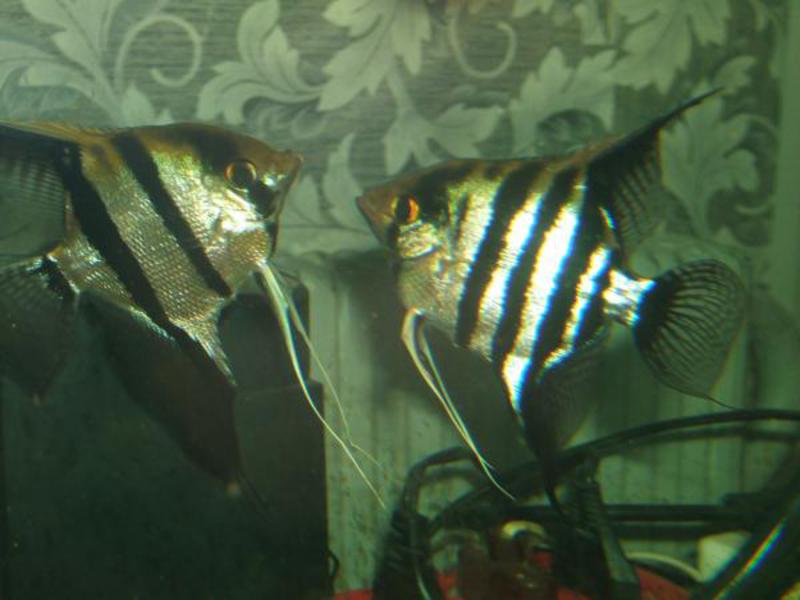 איך לגדל אנגלפיש שמירה על דגי אנגלפיש