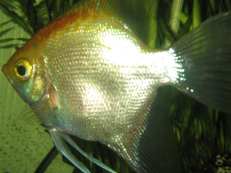 האכלת אנגלפיש מה להאכיל דגי אנגלפיש