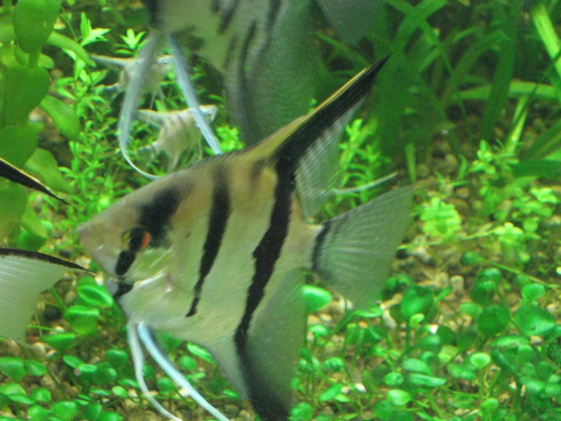 איך נראה דג אנגלפיש? דג אנגלפיש זכר