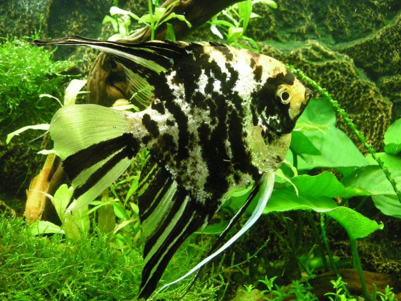 דגים באקווריום אנגלפיש