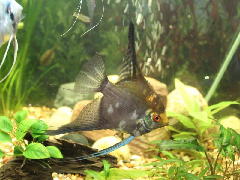 תיאור של דג המלאך איך לטפל כראוי באנגלפיש