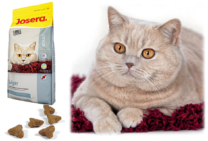 מזון לחתולים פרימיום