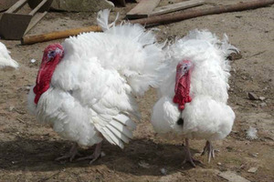 תרנגולי הודו לבנים רחבי חזה: תכונות של שמירה, טיפול והאכלה