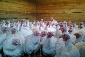 תנאים לגידול תרנגולי הודו איך לשחרר תרנגולי הודו