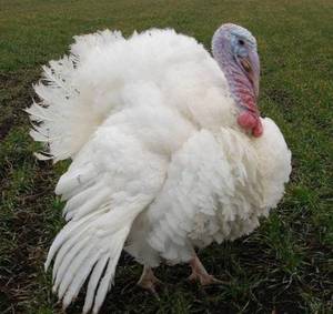 טיפול בעופות הודו טיפול בבעלי חיים צעירים