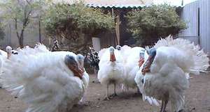 תכונות של האכלת בעלי חיים צעירים מה להאכיל תרנגולי הודו