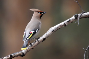 שעווה: תיאור ותמונה, ציפור נודדת או חורפת