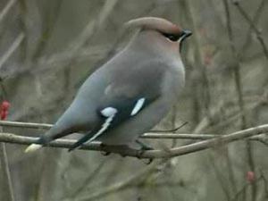 בית גידול של כנף השעווה שעוות כנף רכה