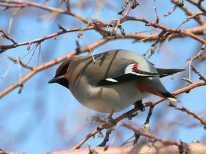 רבייה של ציפור השעווה ציפור יפה, שעווה
