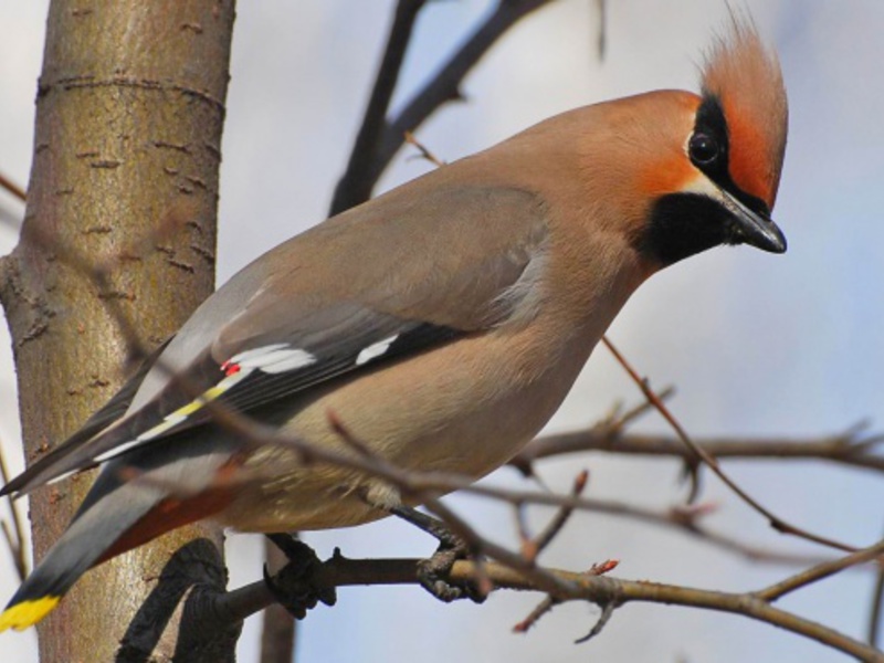תיאור ציפור השעווה צבע ציפור השעווה